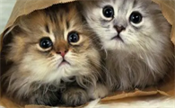 小猫怎么分辨