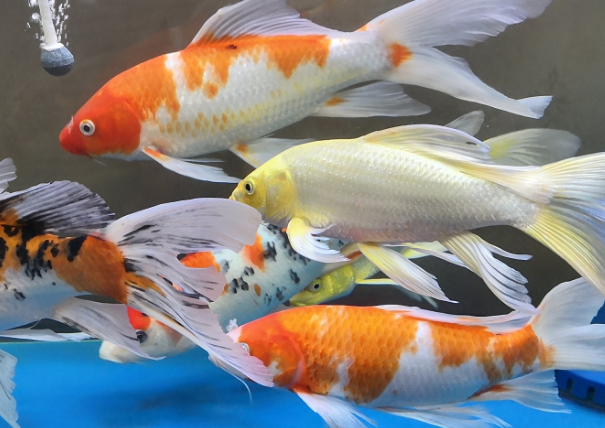 锦鲤白毛病最简单治疗 锦鲤白毛病最简单治疗