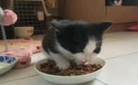 小猫多大可以自主进食