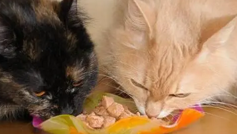 ProDiet博黛:猫罐头鉴定指南 ProDiet博黛:猫罐头鉴定指南