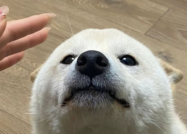 主人假装要摸柴犬却不摸,狗子都快急成海豹了:快点摸我!! 主人假装要摸柴犬却不摸,狗子都快急成海豹了:快点摸我!!