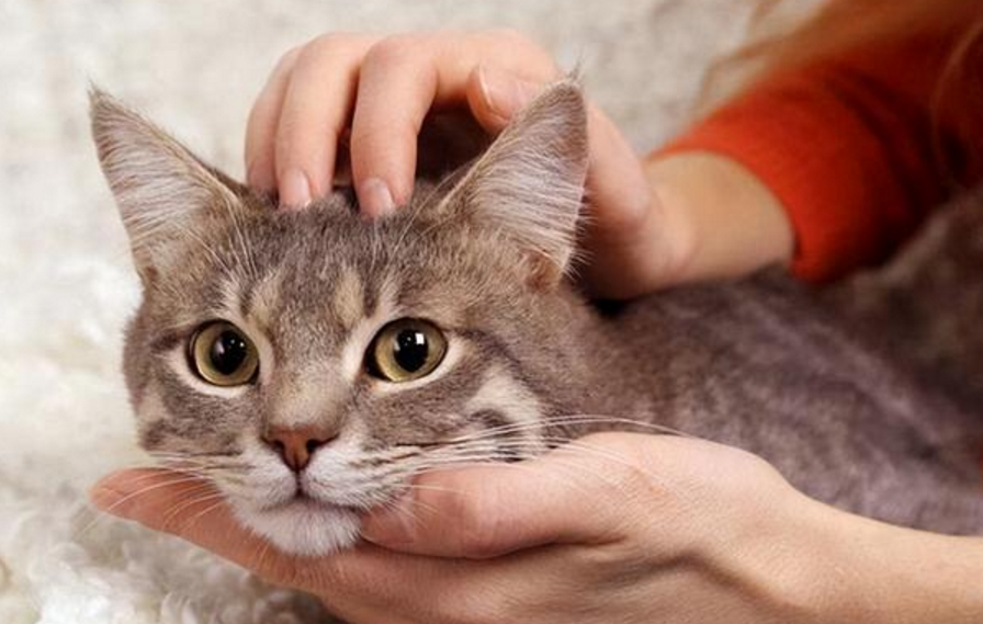 养了猫运气不好怎么办? 养了猫运气不好怎么办?