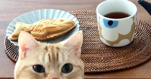 橘猫面对主人的美食诱惑，艰难选择后决定无视，无意中学会了拒食