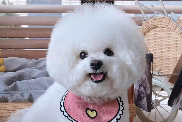 适合家养的小型犬