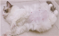 怎么判断猫难产