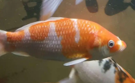 怎么判断锦鲤怀孕了