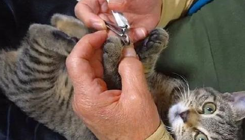 老爷爷救了一只流浪猫，每天黏着他，惹得家里的老伴狂吃醋