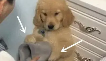 金毛犬又在床上撒尿了,主人拿起拖鞋就想教育,它赶紧用手扶住 金毛犬又在床上撒尿了,主人拿起拖鞋就想教育,它赶紧用手扶住