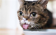 小猫能喝酸奶吗