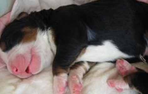 怎样训练伯恩山犬 抓好狗狗2-6个月的训练 怎样训练伯恩山犬 抓好狗狗2-6个月的训练