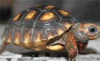 十种最耐寒的陆龟
