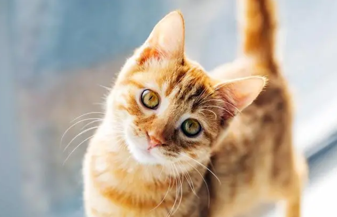 怎么鉴别猫的年龄