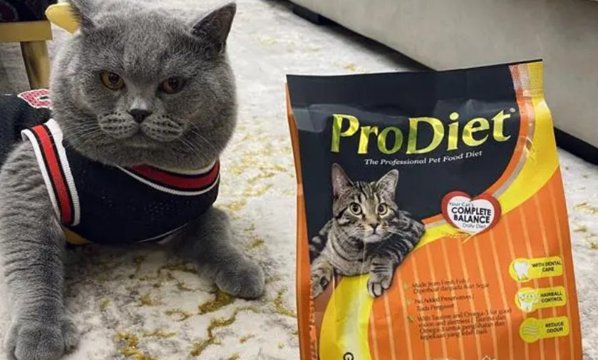 ProDiet博黛:如何让你的猫咪“乘风破浪”? ProDiet博黛:如何让你的猫咪“乘风破浪”?