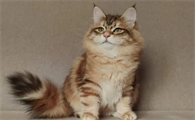有蓬松大尾巴的是啥猫