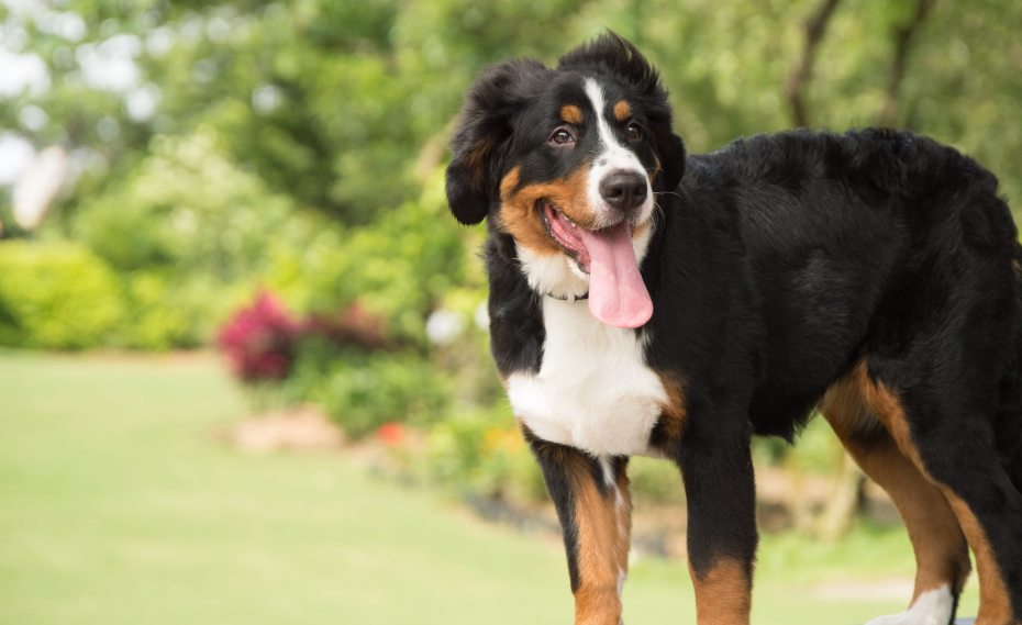 伯恩山犬怎么看纯不纯 身材体态去辨别 伯恩山犬怎么看纯不纯 身材体态去辨别
