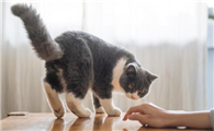 怎么训练猫的胆子大一点