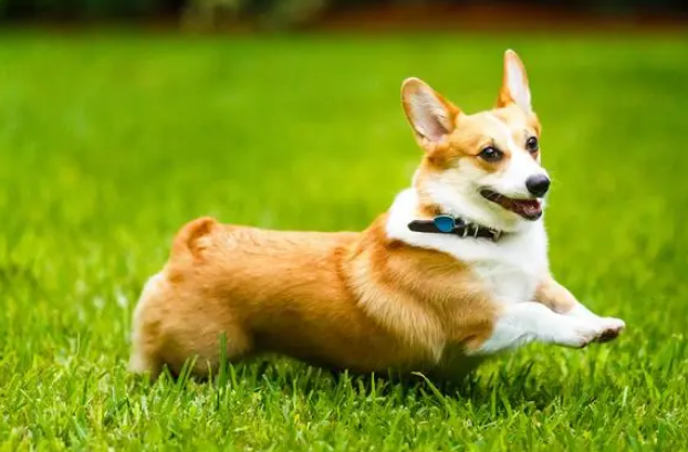柯基犬怎么选择品相