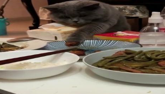 蓝猫偷吃被主人发现后,拼命把肉吞进肚子里,专注的小眼神好可爱 蓝猫偷吃被主人发现后,拼命把肉吞进肚子里,专注的小眼神好可爱