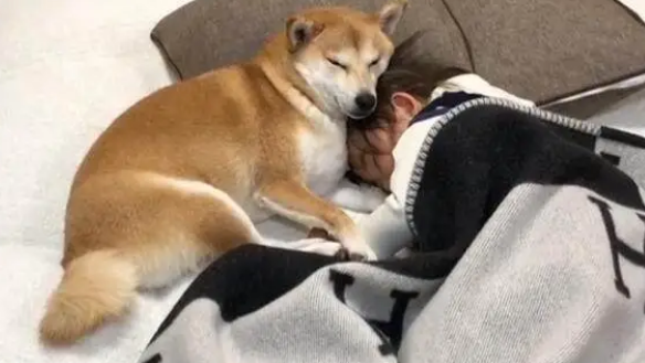 柴犬老是跳上床打扰宝宝睡觉，妈妈上前一看眼泪夺眶而出
