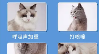 小猫感冒了打喷嚏流鼻涕吃什么药