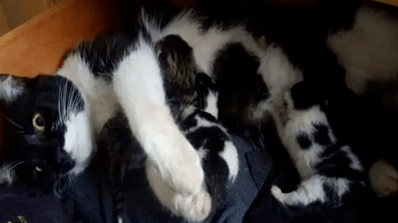 网友翻柜子时，竟翻出一大窝陌生的猫咪，问题是：我没养猫啊