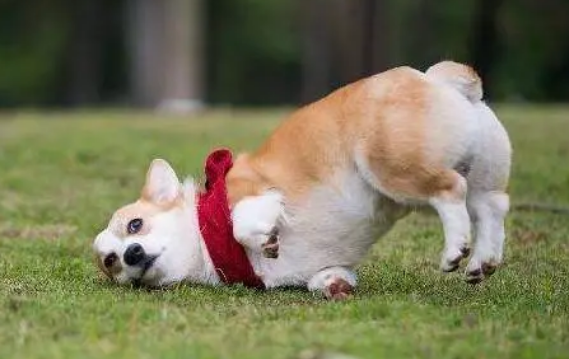 柯基不听话要打哪里