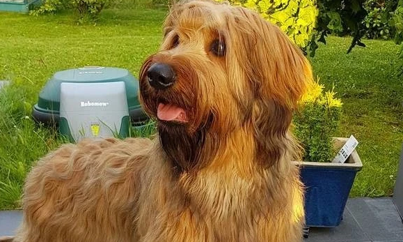 伯瑞犬好养吗 细心养护加上足够耐心 伯瑞犬好养吗 细心养护加上足够耐心