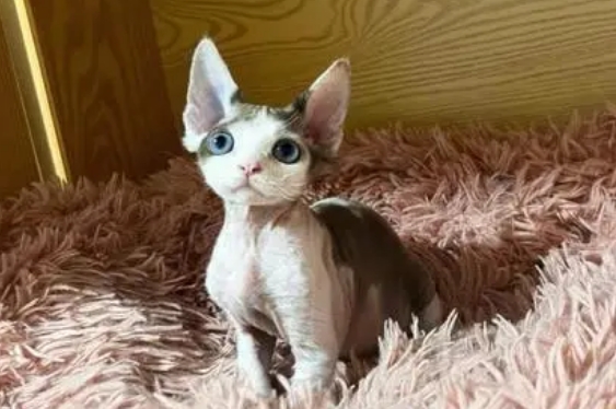 德文卷毛猫寿命多长