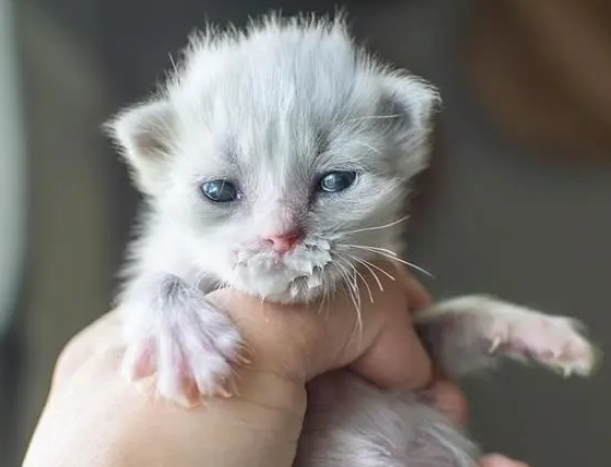 路边捡到两只刚出生的猫，有一只腿部畸形，经过按摩奇迹般地好了
