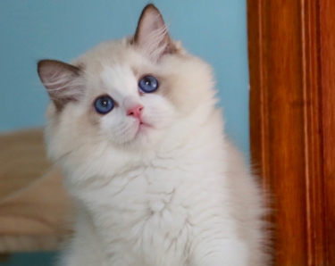 布偶猫怎么看年龄图解 布偶猫怎么看年龄图解