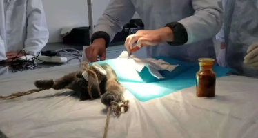 小猫绝育手术一般多少钱