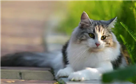 怎么去除猫身上的跳蚤