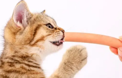 小猫可以吃火腿肠吗
