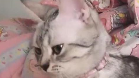 主人和猫咪玩游戏,猫咪的表情亮了,猫:真拿你没办法 主人和猫咪玩游戏,猫咪的表情亮了,猫:真拿你没办法