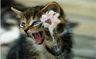 小猫咪挠人怎么办