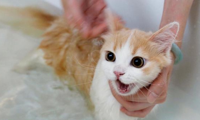 小猫洗澡注意什么 小猫洗澡注意什么