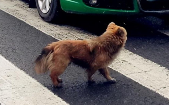 被狗撞伤到底是谁的责任？具体情况具体分析