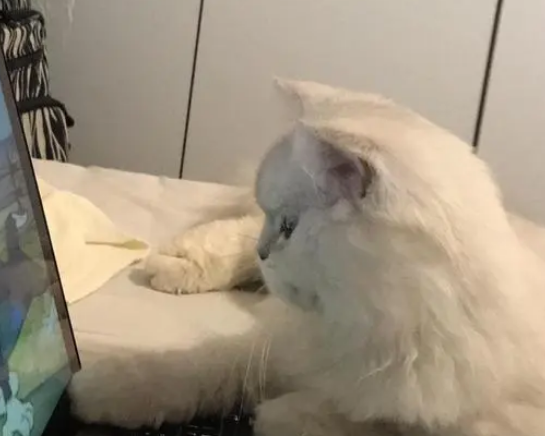 猫咪爱上隔壁猫，主人亲自带猫上门，公猫却被小母猫凶