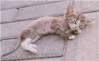 小猫身上凉很虚弱什么症状