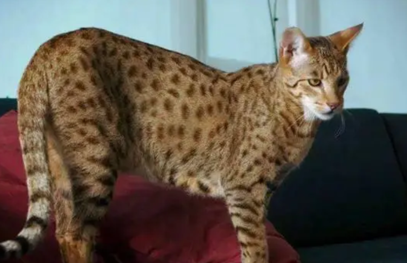 未宠百科为您猫种知识普及：阿瑟拉猫