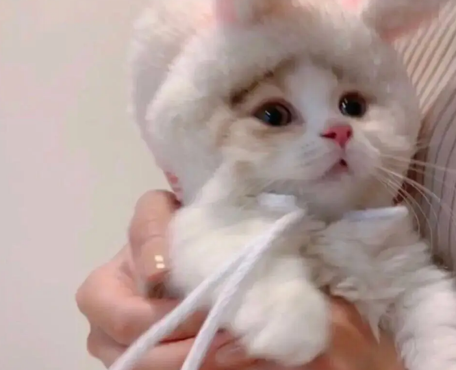 小猫多大可以离开母猫