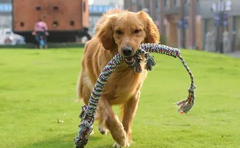 大妈遛大型犬,广西男子被狗扑上撕咬,大妈根本牵不住! 大妈遛大型犬,广西男子被狗扑上撕咬,大妈根本牵不住!