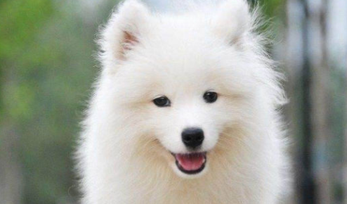 微笑天使是什么狗 微笑天使是什么狗