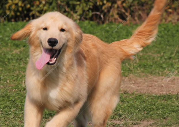 金毛寻回犬:为什么它是最受欢迎的家庭犬之一? 金毛寻回犬:为什么它是最受欢迎的家庭犬之一?