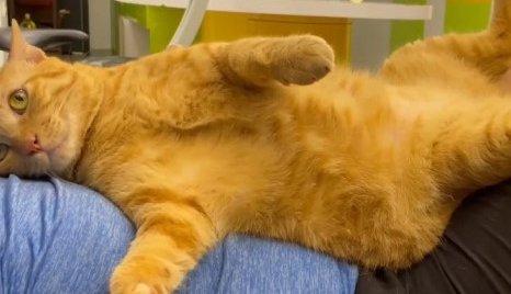 橘猫翻肚任人上下搓揉,饲主笑:我有这样的猫你没有! 橘猫翻肚任人上下搓揉,饲主笑:我有这样的猫你没有!