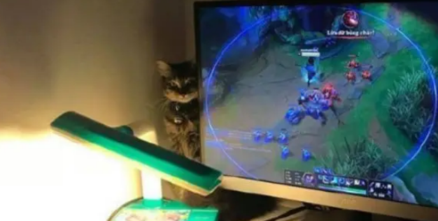 主人因为游戏而忽略猫咪,猫咪一脸郁闷,模样惹人心疼 主人因为游戏而忽略猫咪,猫咪一脸郁闷,模样惹人心疼