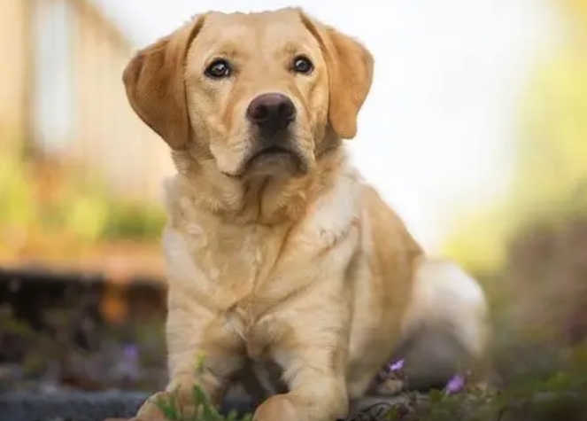 拉布拉多猎犬 拉布拉多猎犬