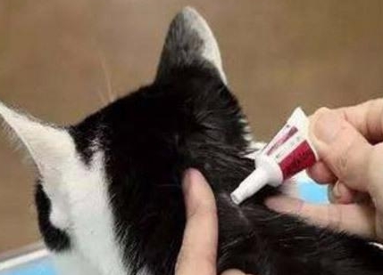 小猫怎么驱虫什么时候驱虫 小猫怎么驱虫什么时候驱虫