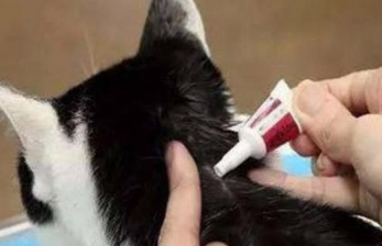 小猫什么时候驱虫