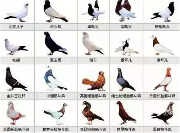 中国常见鸽子品种介绍 中国常见鸽子品种介绍